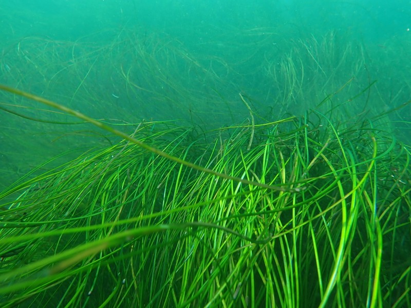 Torrey's Surfgrass photo 8