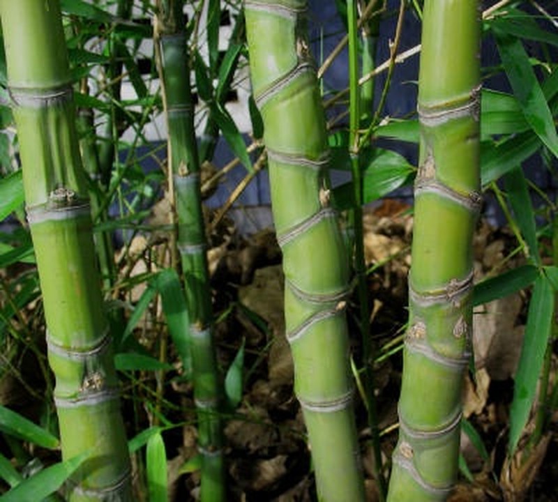 Golden Bamboo photo 4