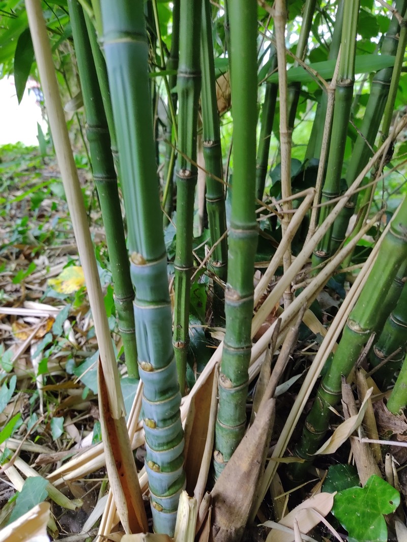 Golden Bamboo photo 2