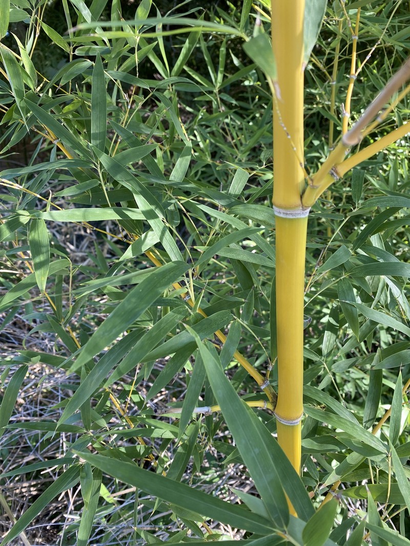 Golden Bamboo photo 3