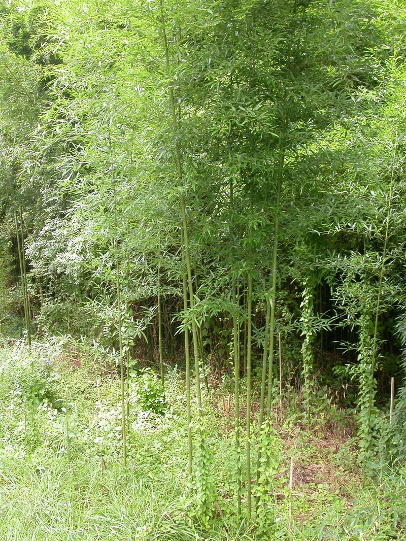 Golden Bamboo photo 6