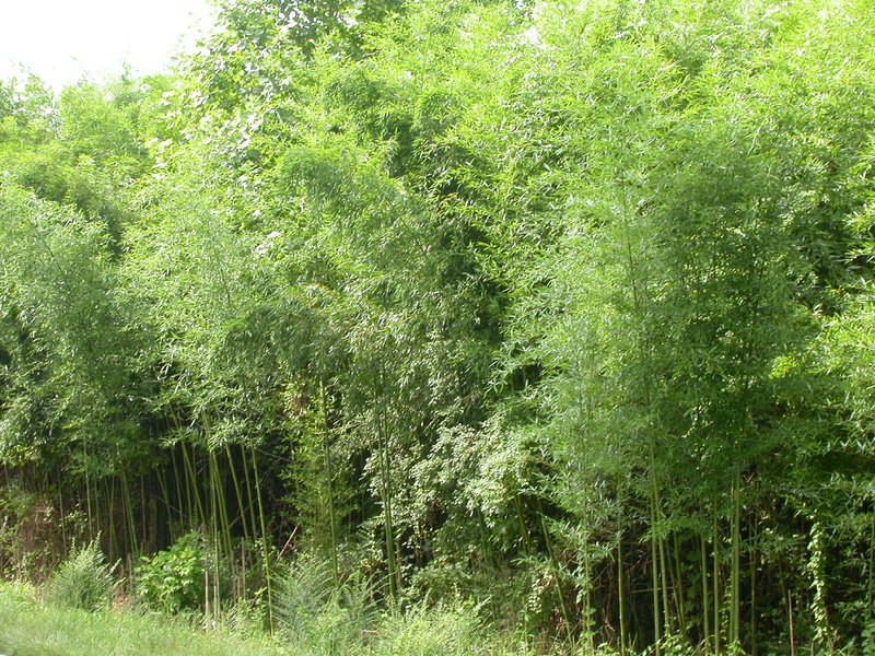 Golden Bamboo photo 7