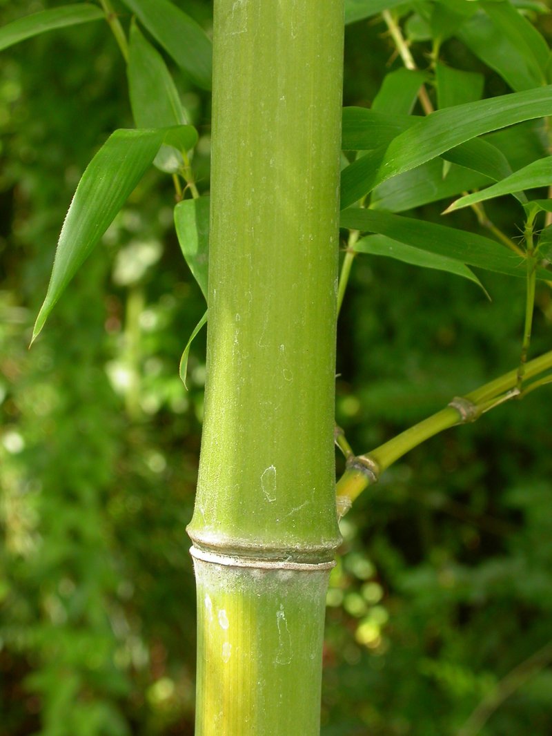 Golden Bamboo photo 8