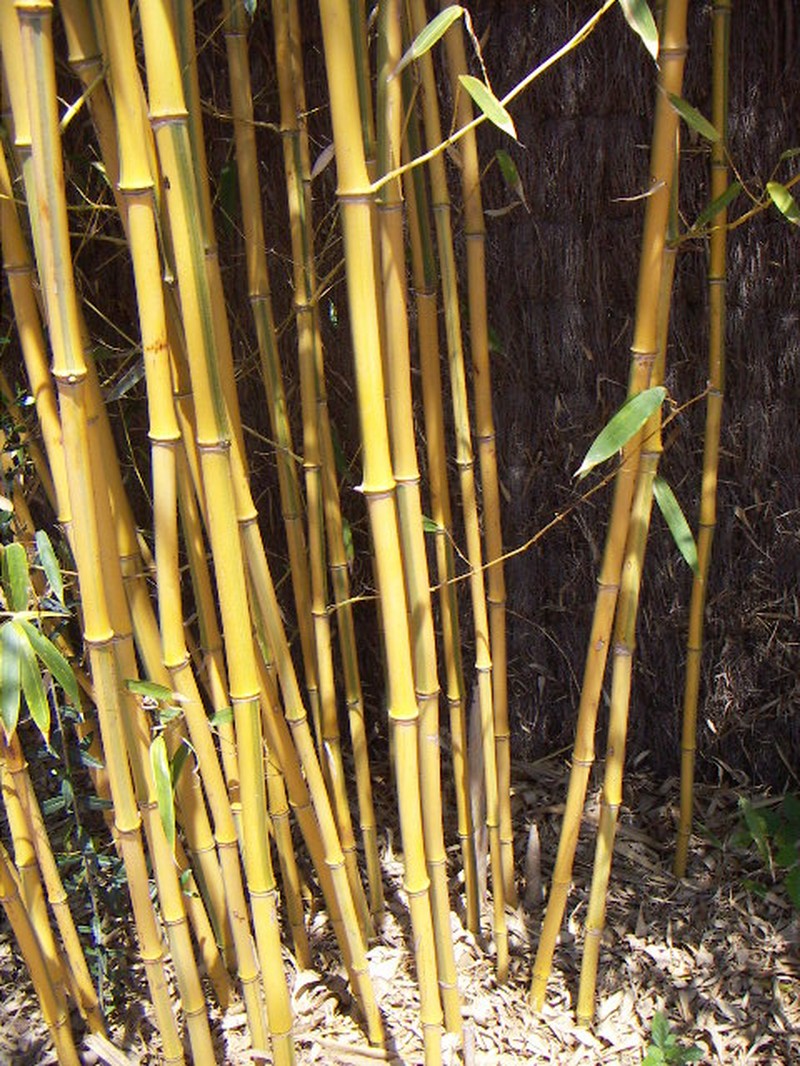 Yellow Groove Bamboo photo 4