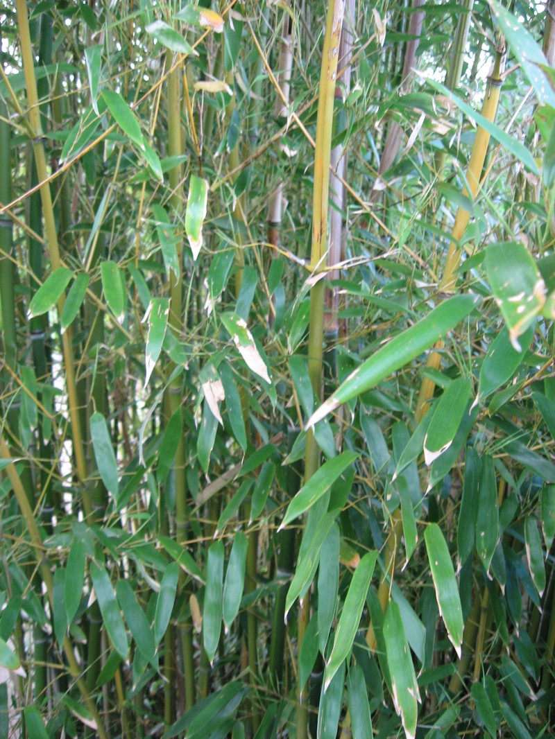 Yellow Groove Bamboo photo 6