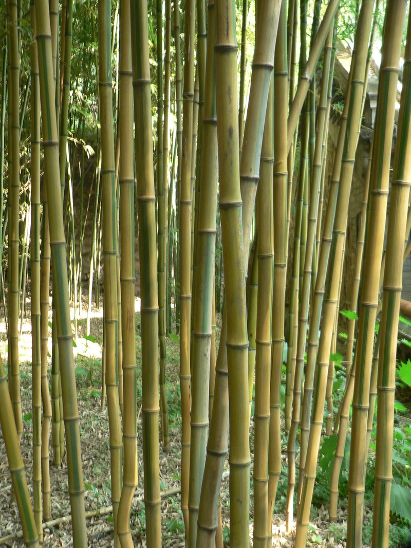 Yellow Groove Bamboo