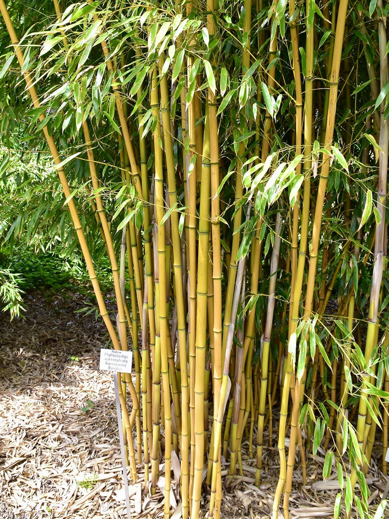 Yellow Groove Bamboo photo 3