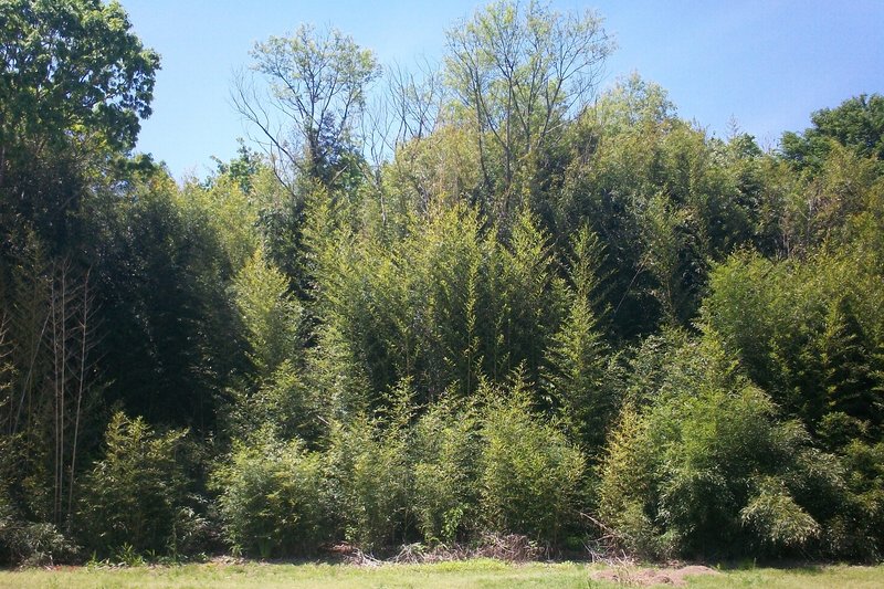 Yellow Groove Bamboo photo 7