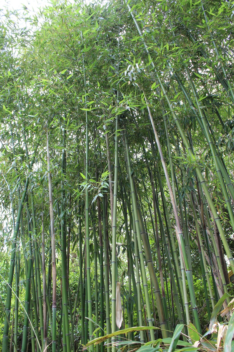 Japanese Timber Bamboo photo 5