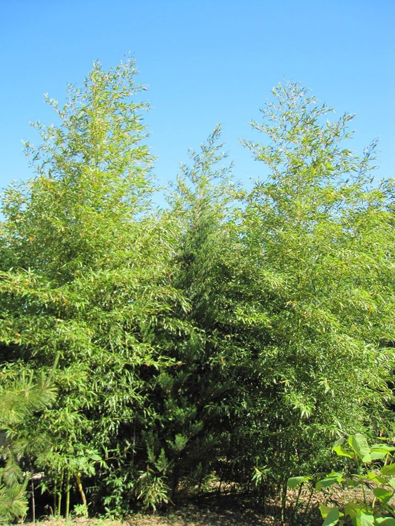 Japanese Timber Bamboo photo 2