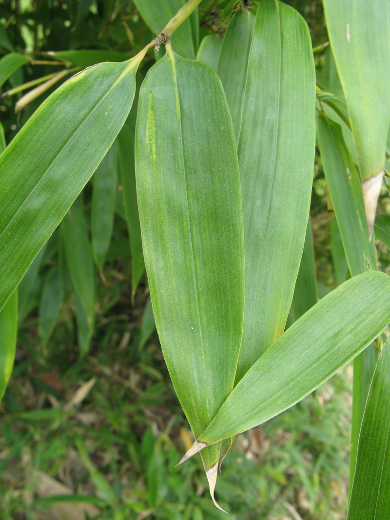Japanese Timber Bamboo photo 3