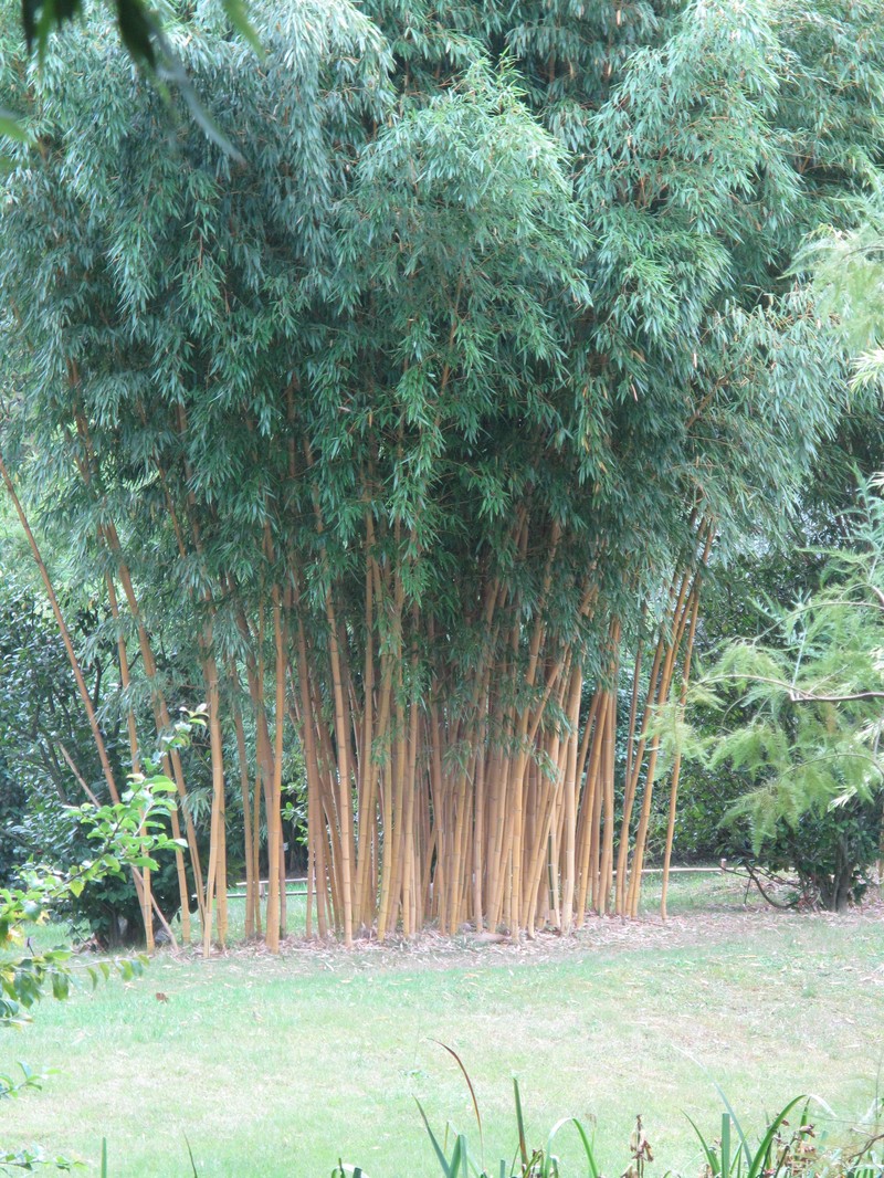 Japanese Timber Bamboo photo 4