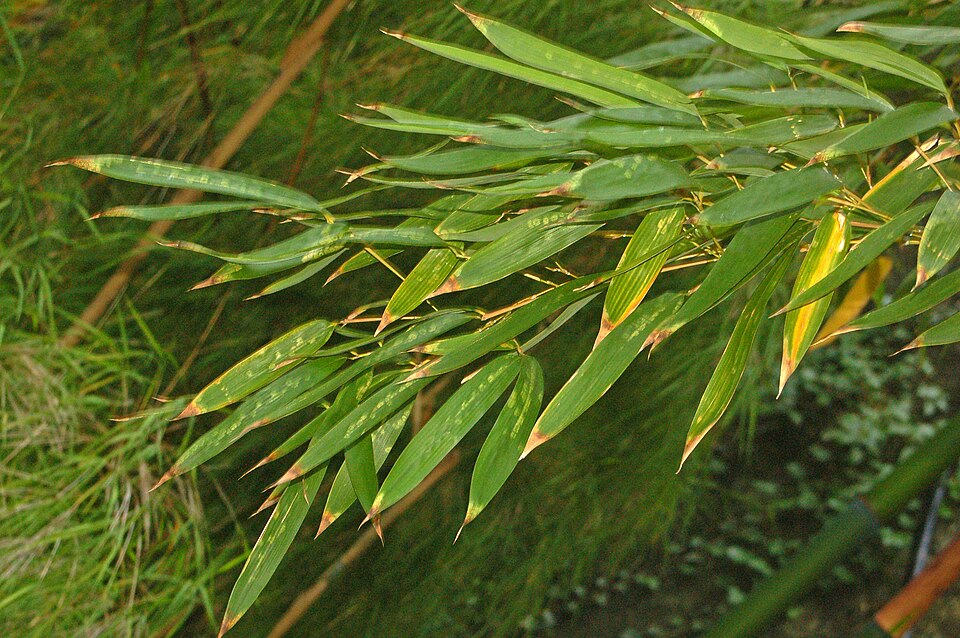 Japanese Timber Bamboo photo 6