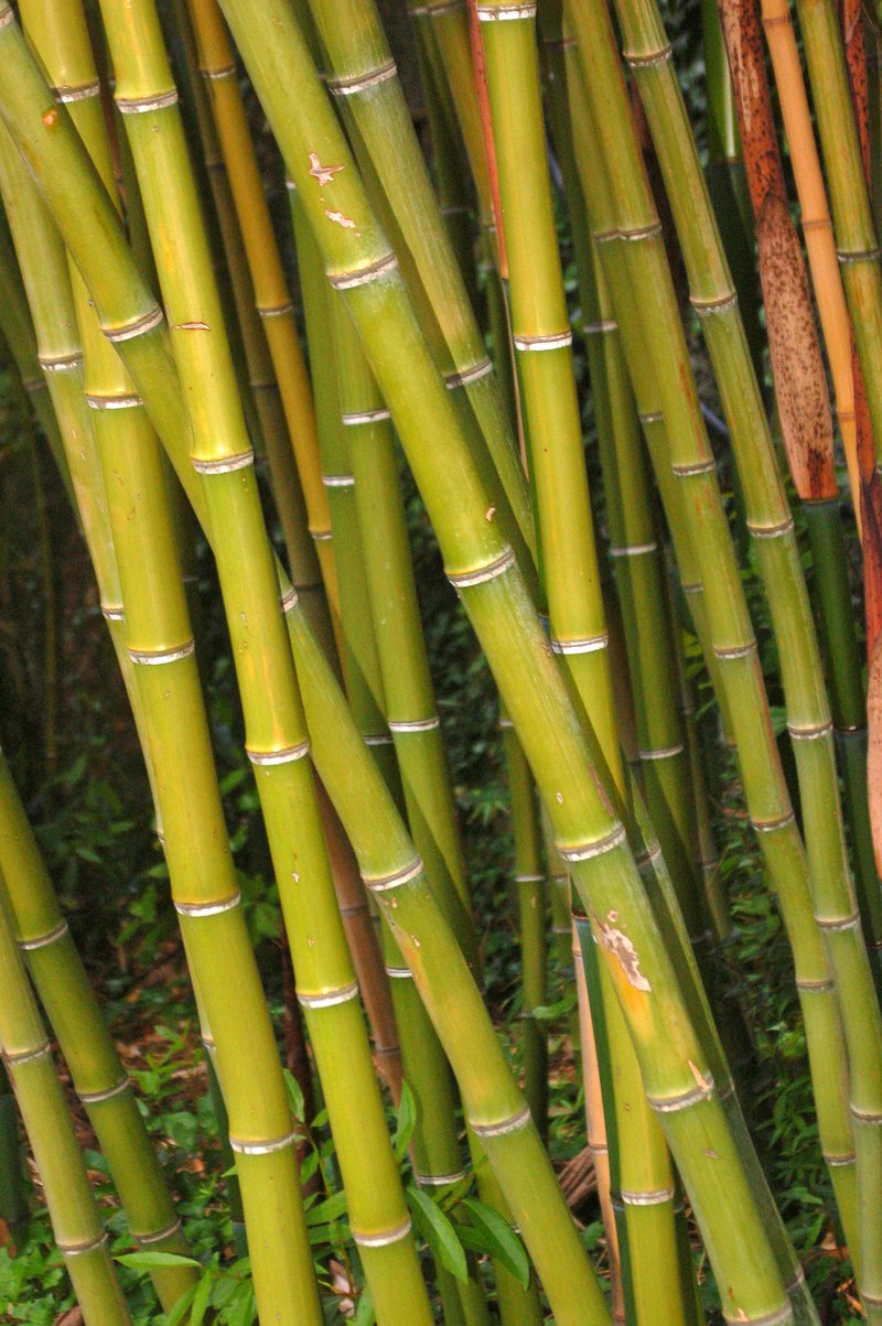 Japanese Timber Bamboo