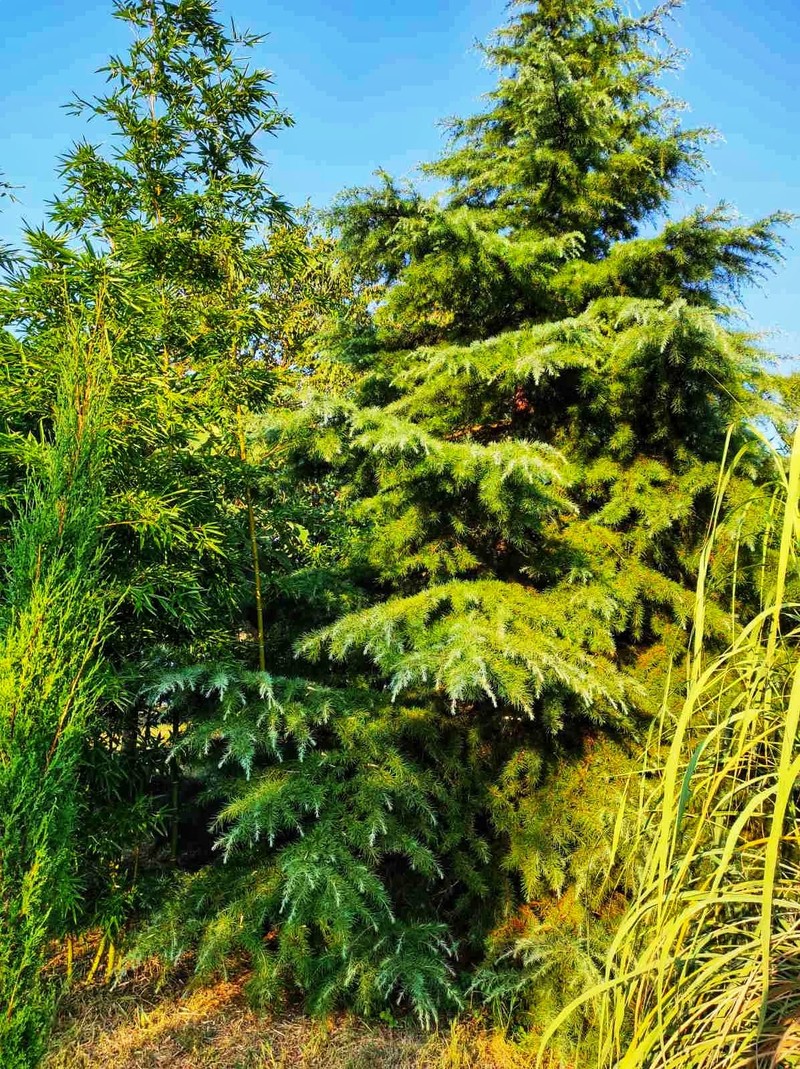 Sweetshoot Bamboo photo 4