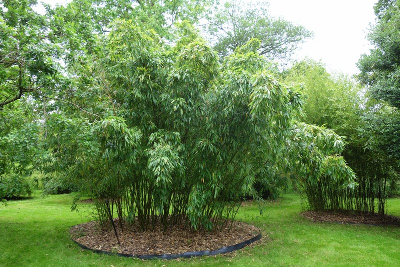 Sweetshoot Bamboo photo 2