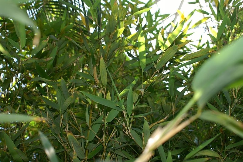 Sweetshoot Bamboo photo 3
