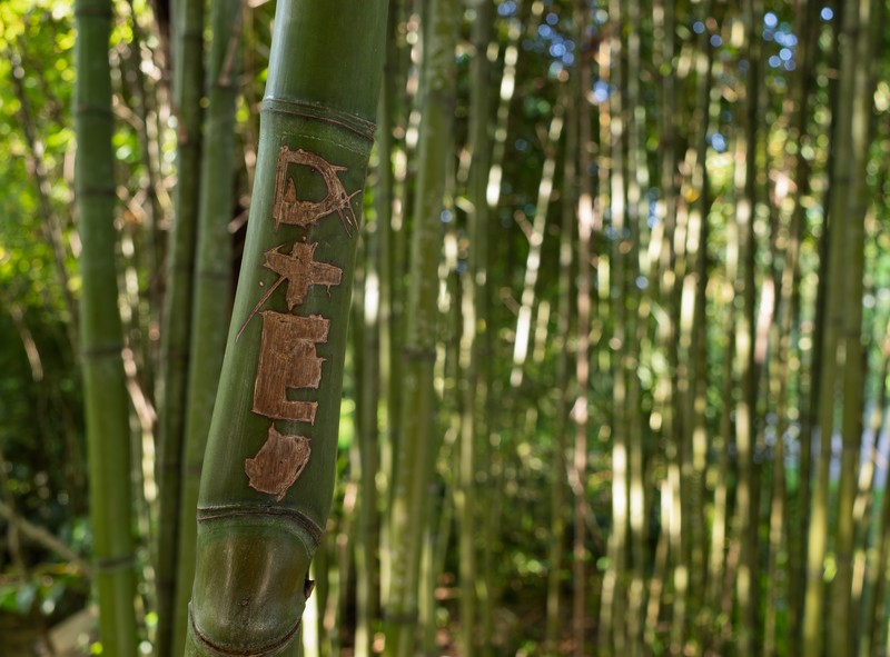 Tortoise Shell Bamboo photo 2