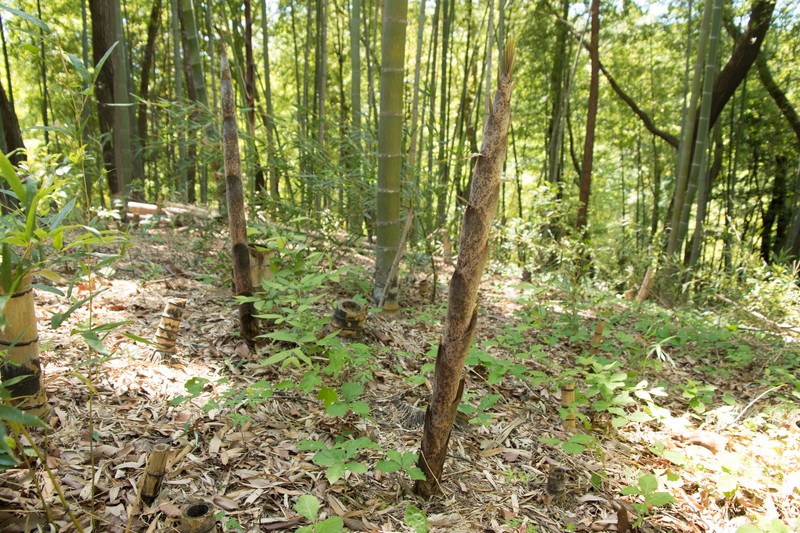 Tortoise Shell Bamboo photo 4
