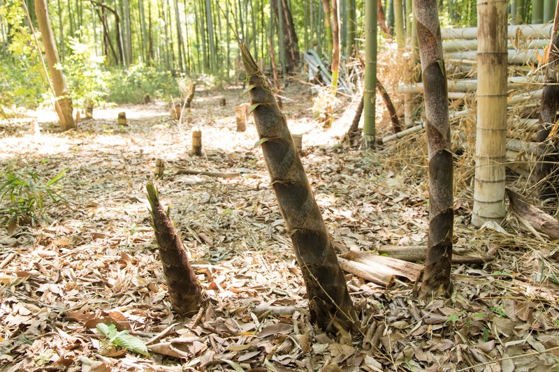 Tortoise Shell Bamboo photo 5