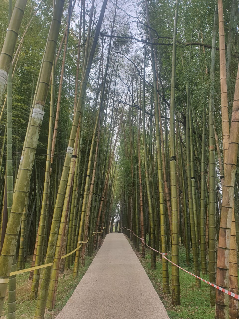 Tortoise Shell Bamboo photo 6