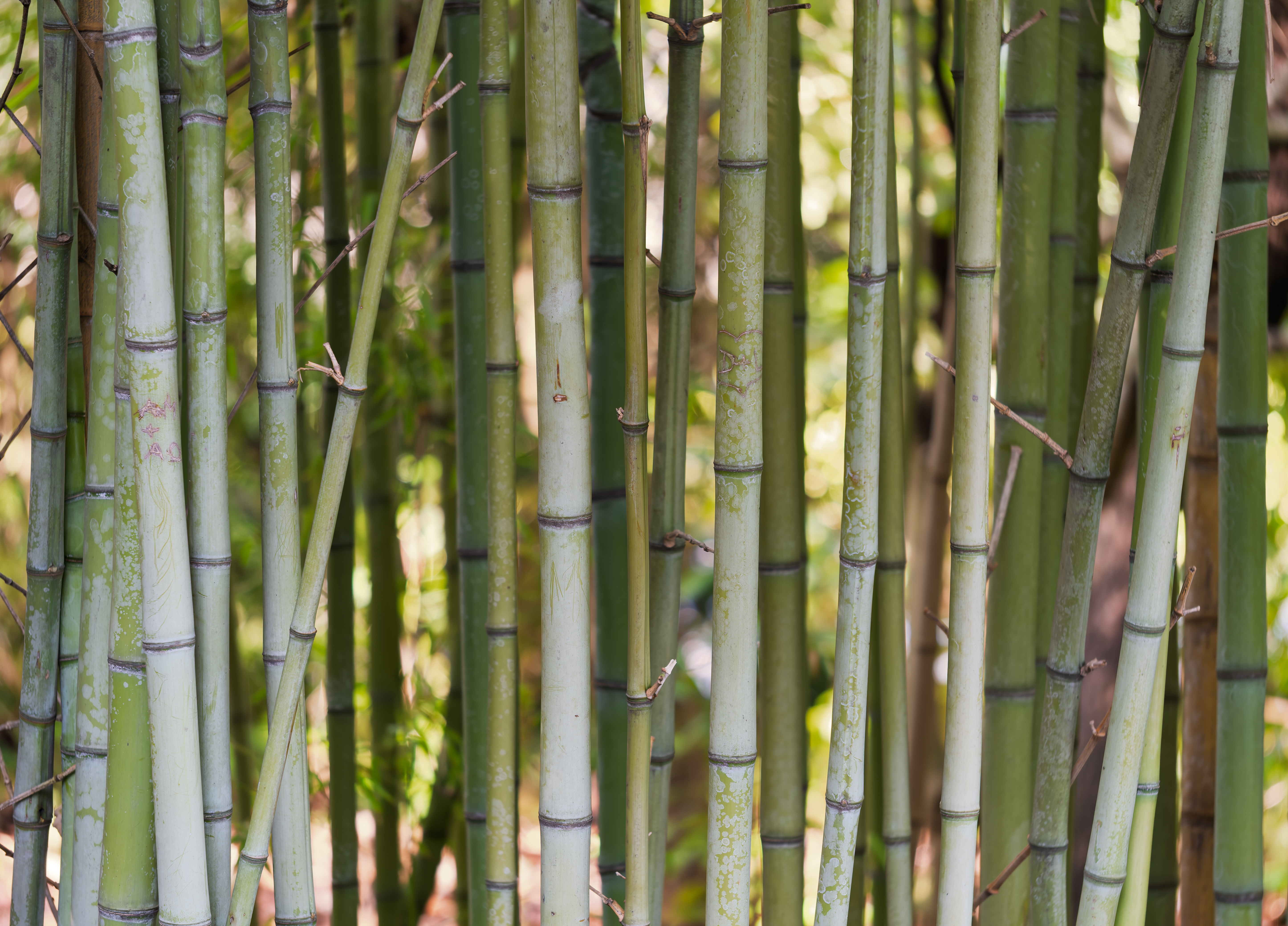 Tortoise Shell Bamboo photo 7