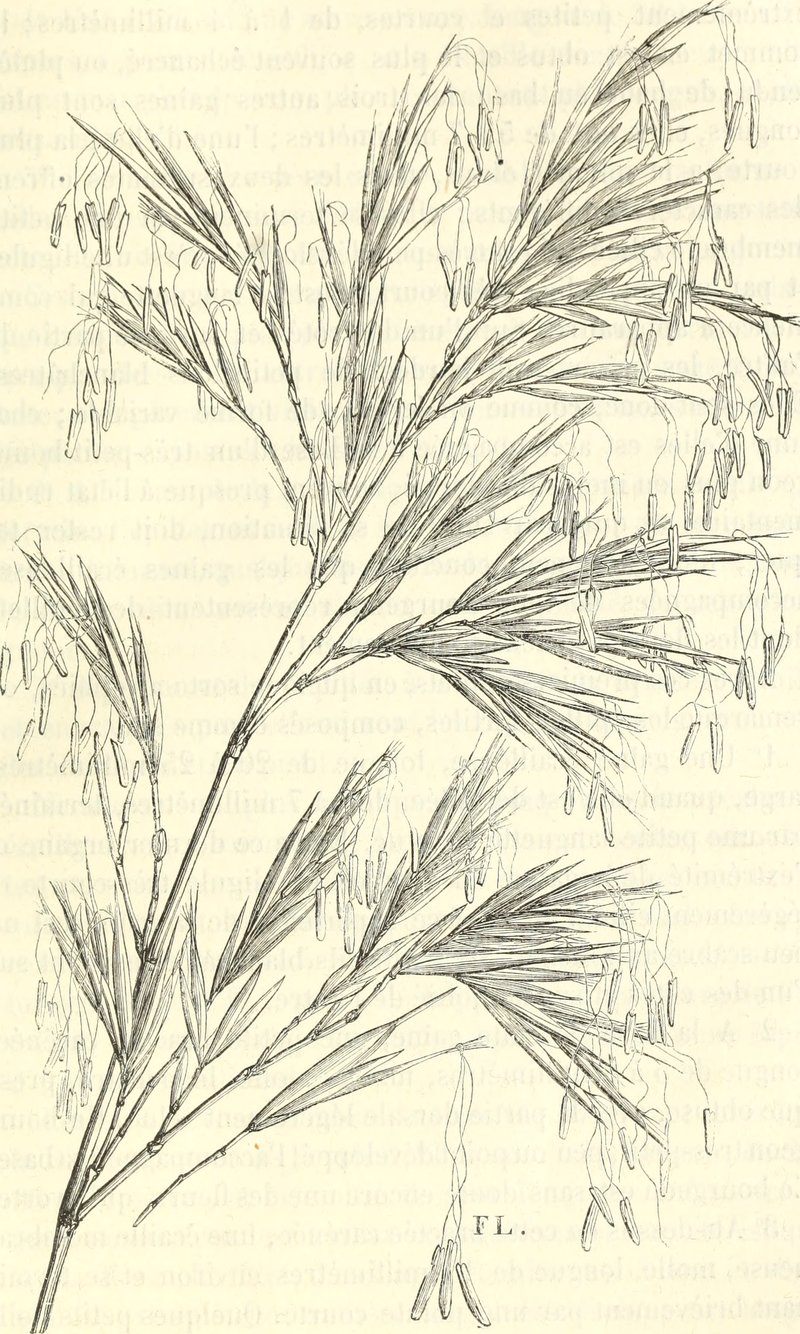 Drooping Timber Bamboo