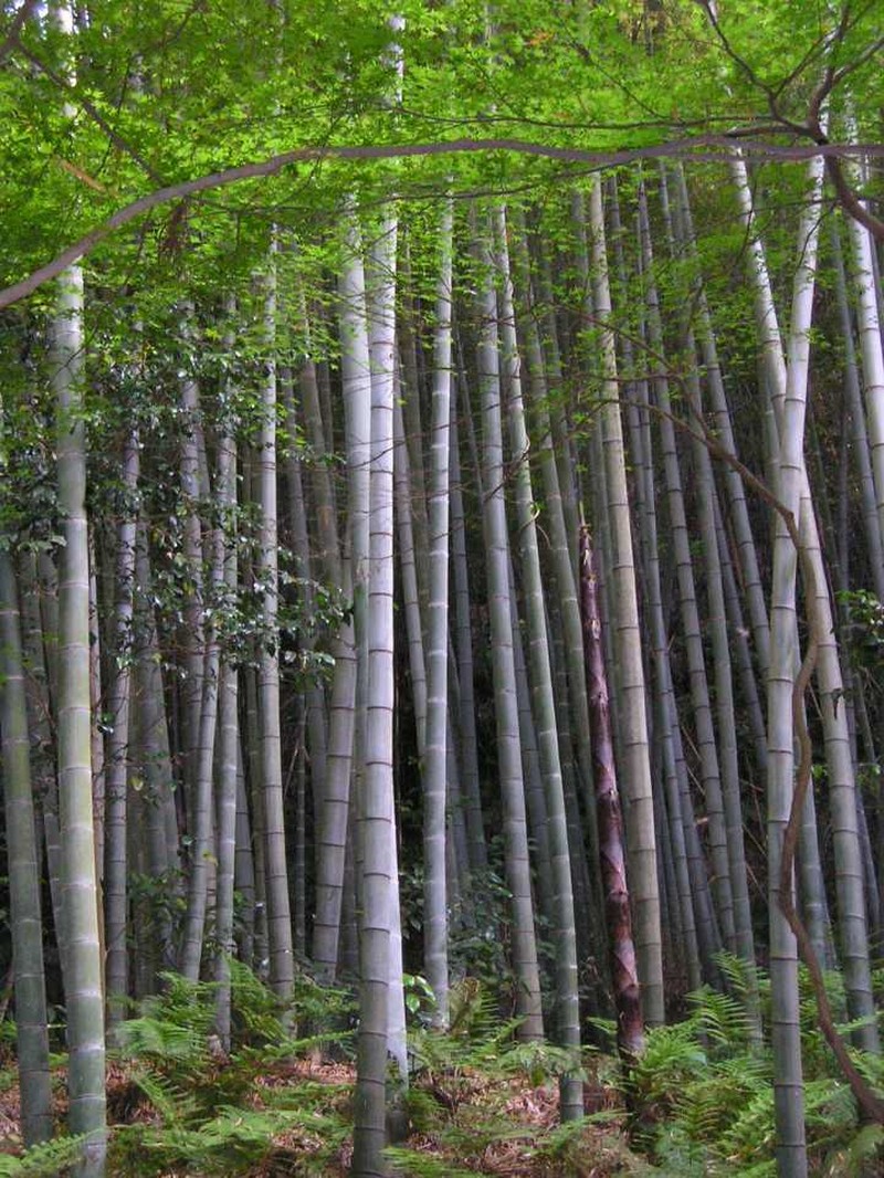 Tortoiseshell Bamboo
