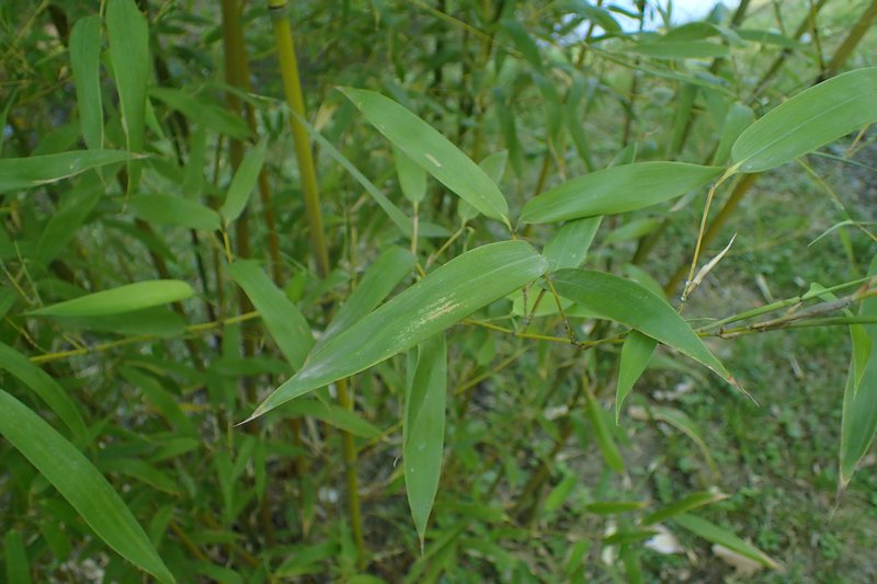 Phyllostachys mannii