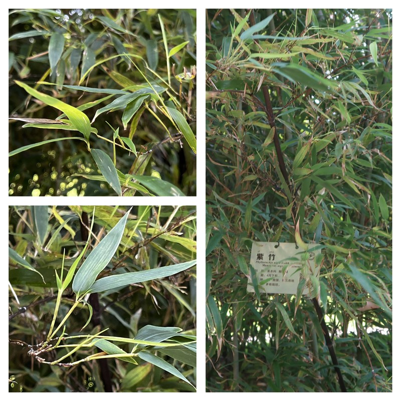 Black Bamboo photo 2