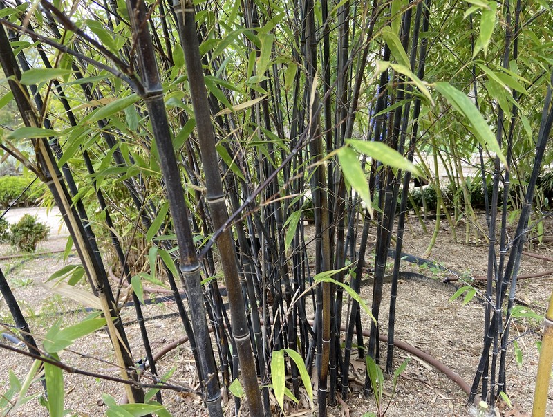 Black Bamboo photo 3