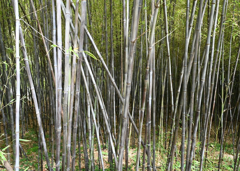 Black Bamboo photo 4