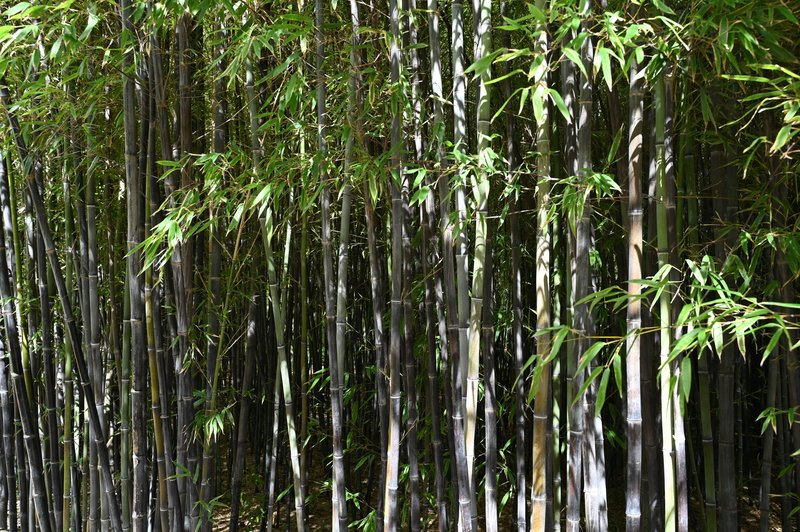 Black Bamboo photo 5