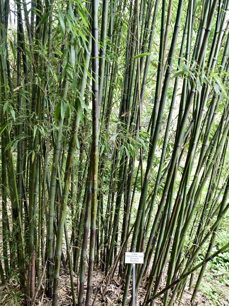 Black Bamboo photo 6