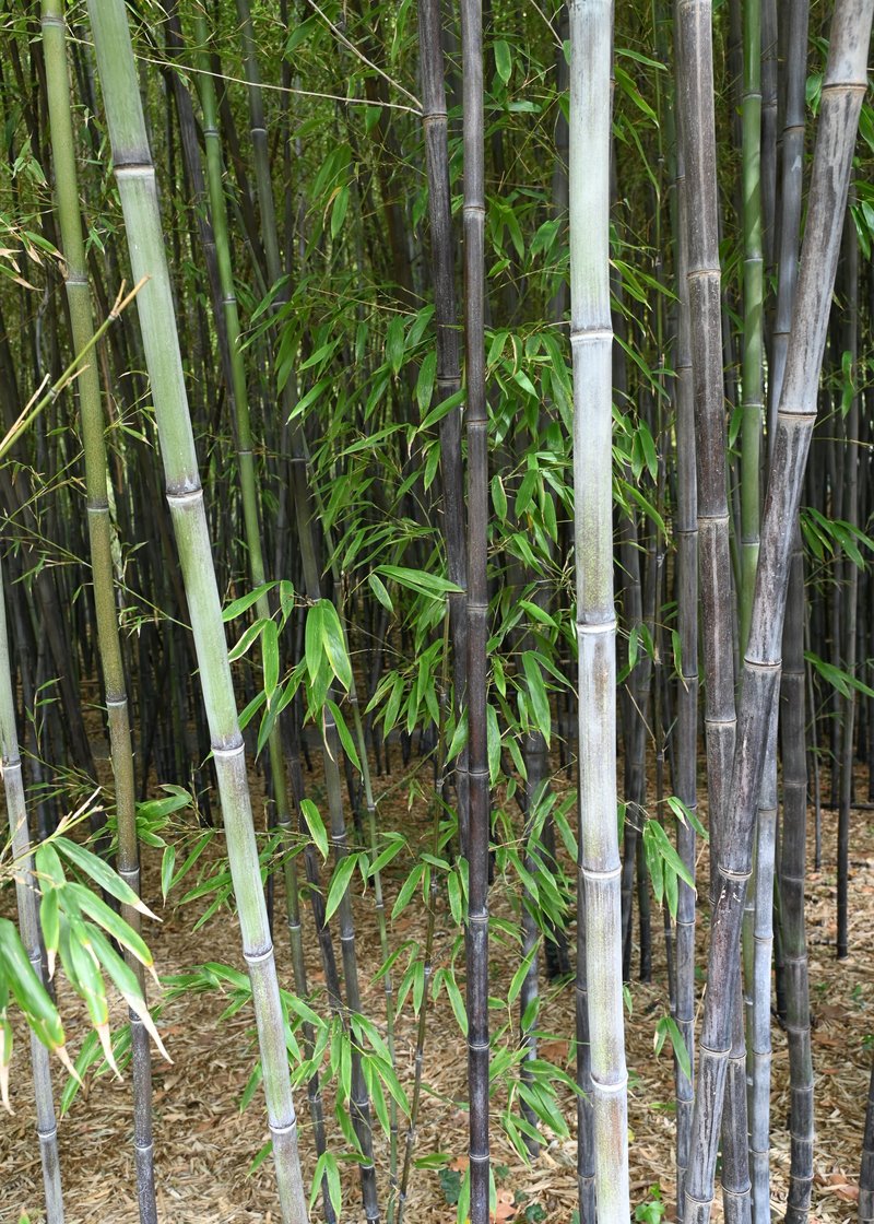 Black Bamboo photo 7