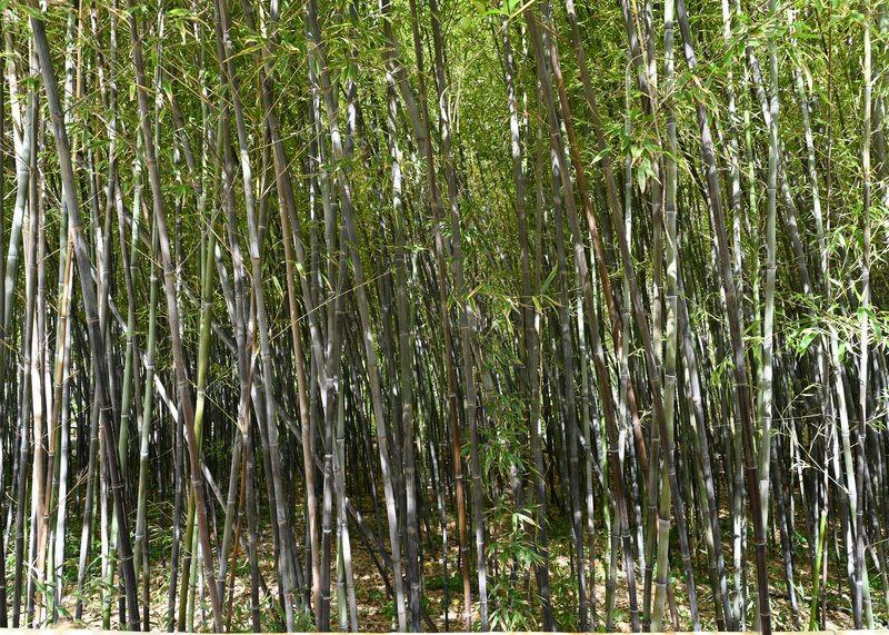 Black Bamboo photo 8