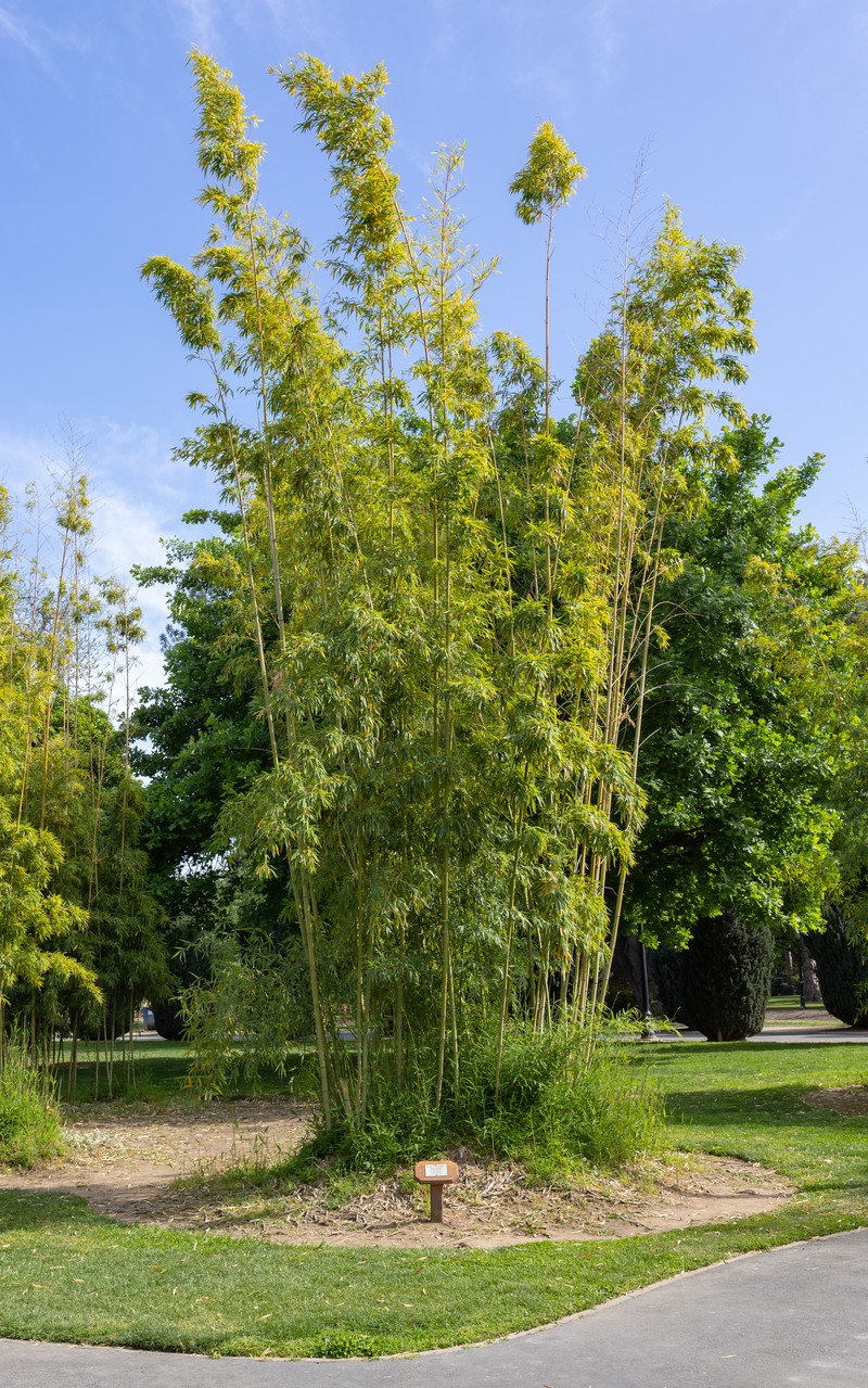 Japanese Timber Bamboo photo 7