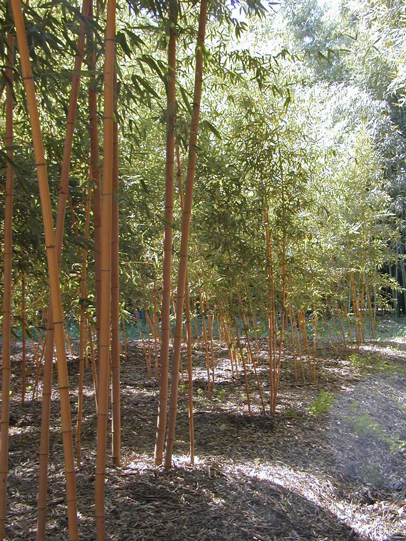 Japanese Timber Bamboo photo 8