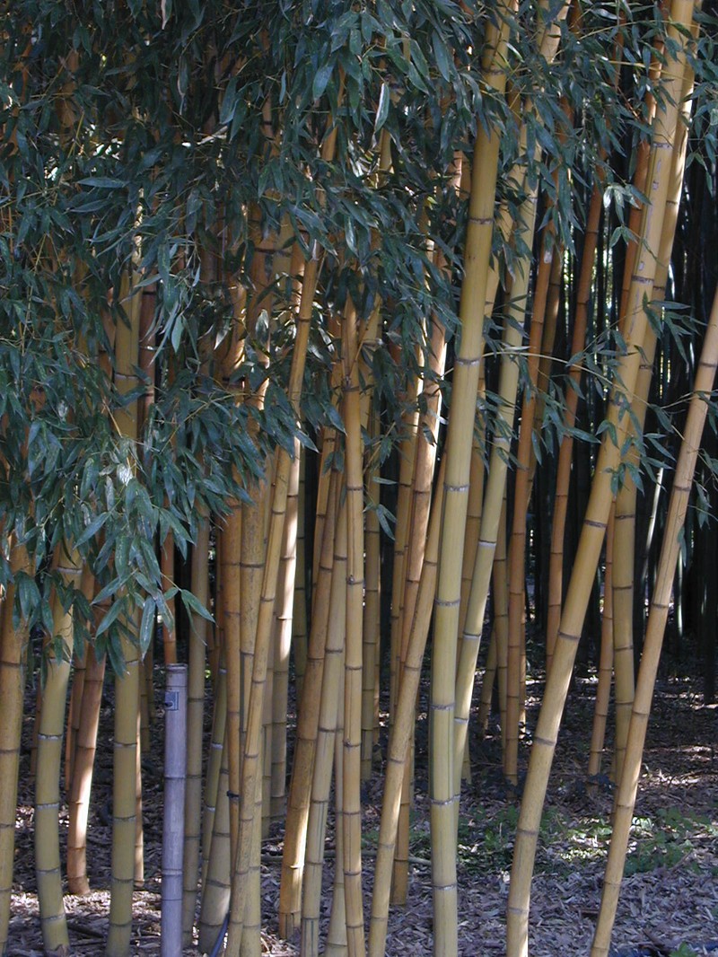 Sulphur Bamboo photo 3