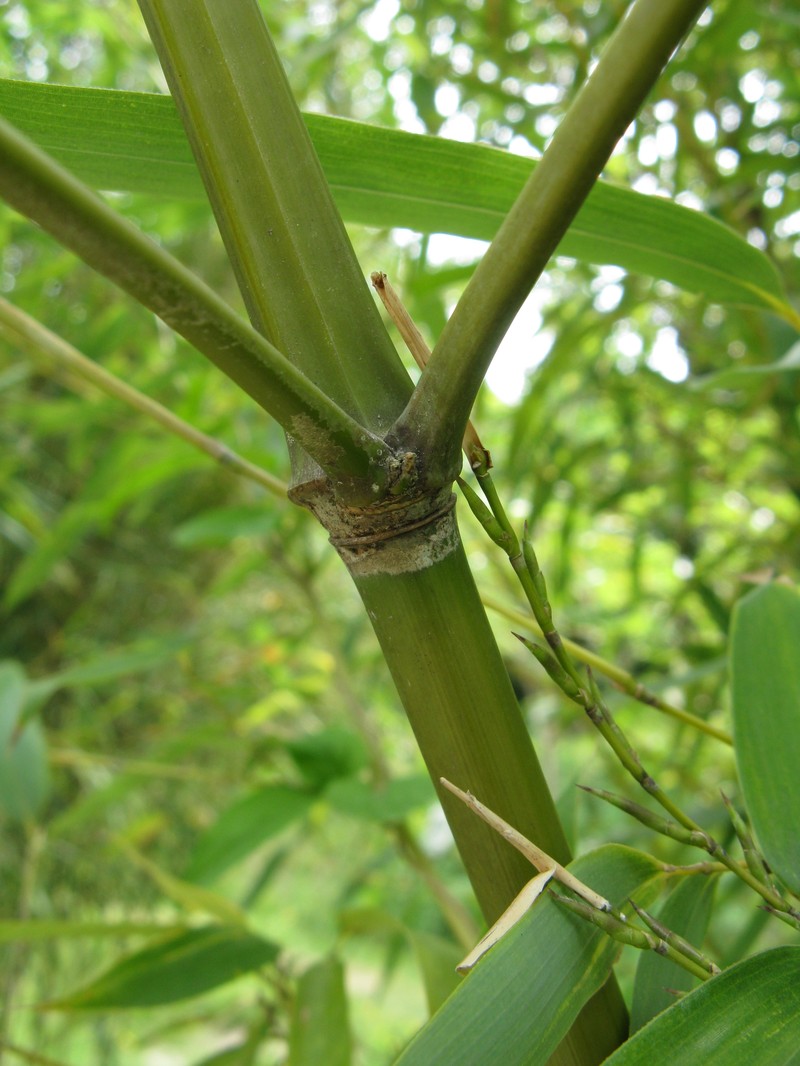 Sulphur Bamboo photo 5
