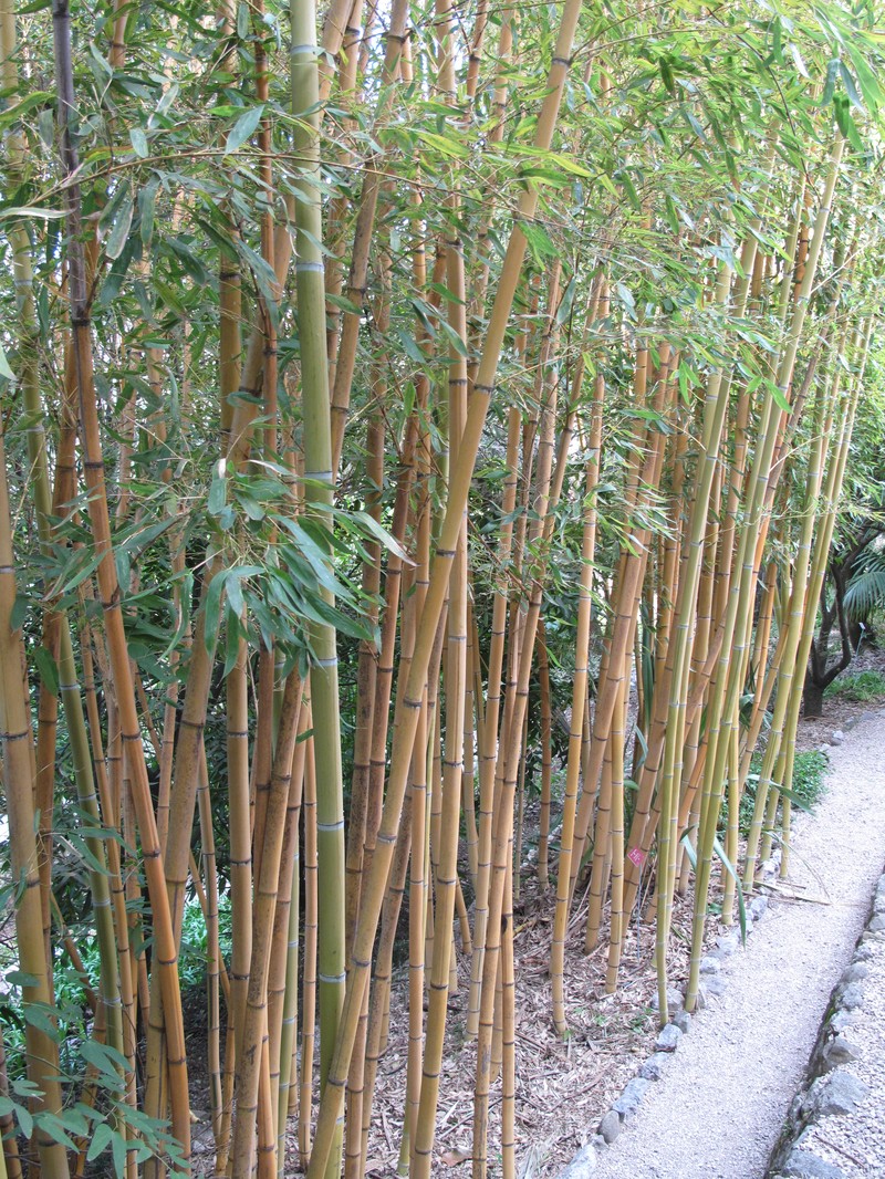 Sulphur Bamboo photo 6