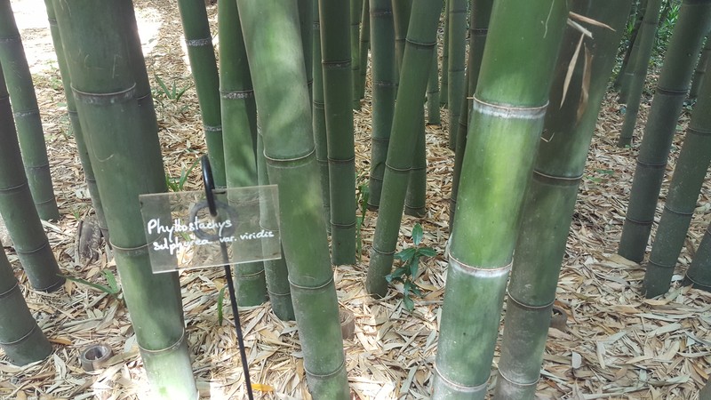 Sulphur Bamboo photo 7