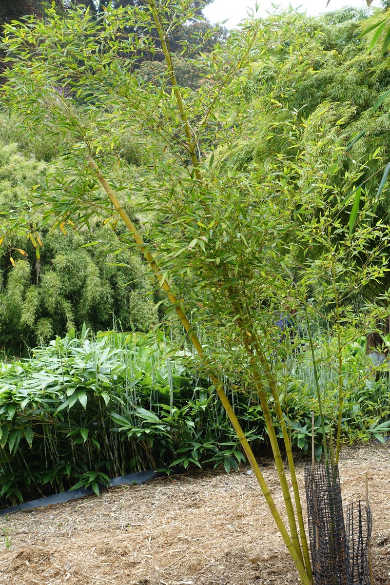 Sulphur Bamboo
