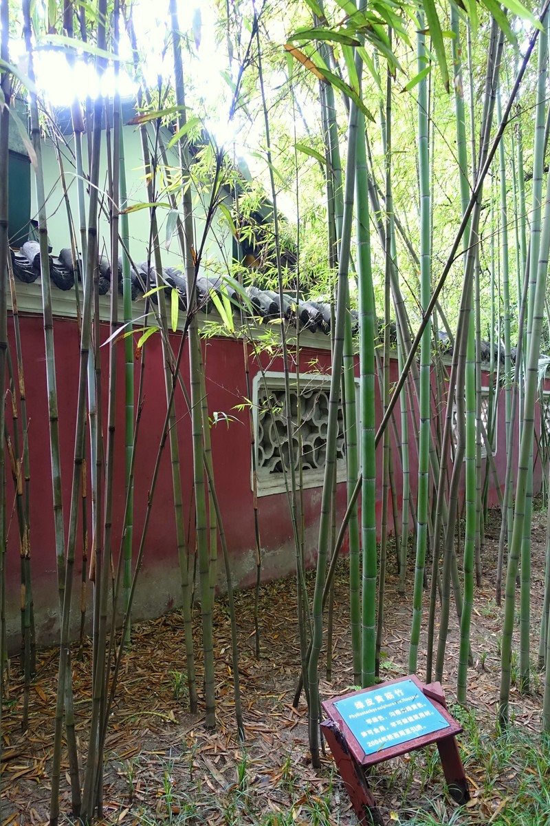 Sulphur Bamboo photo 2