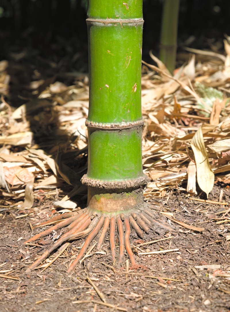 Greenwax Golden Bamboo photo 2