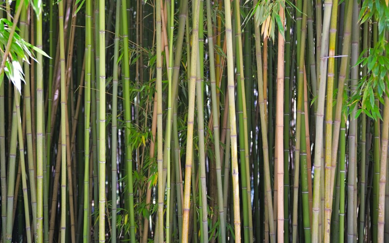 Greenwax Golden Bamboo photo 3