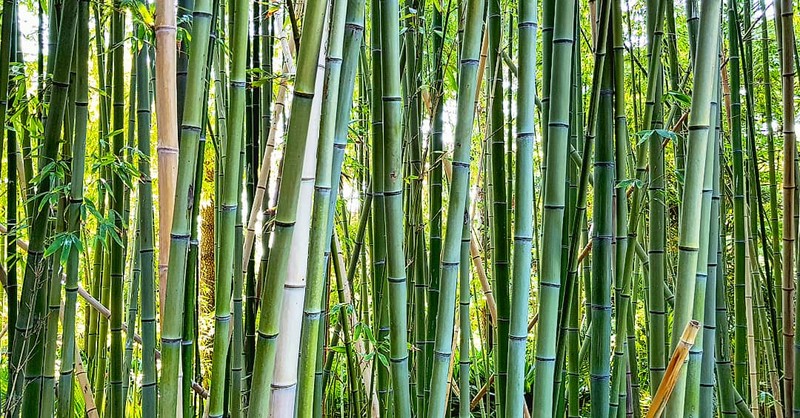 Greenwax Golden Bamboo photo 4