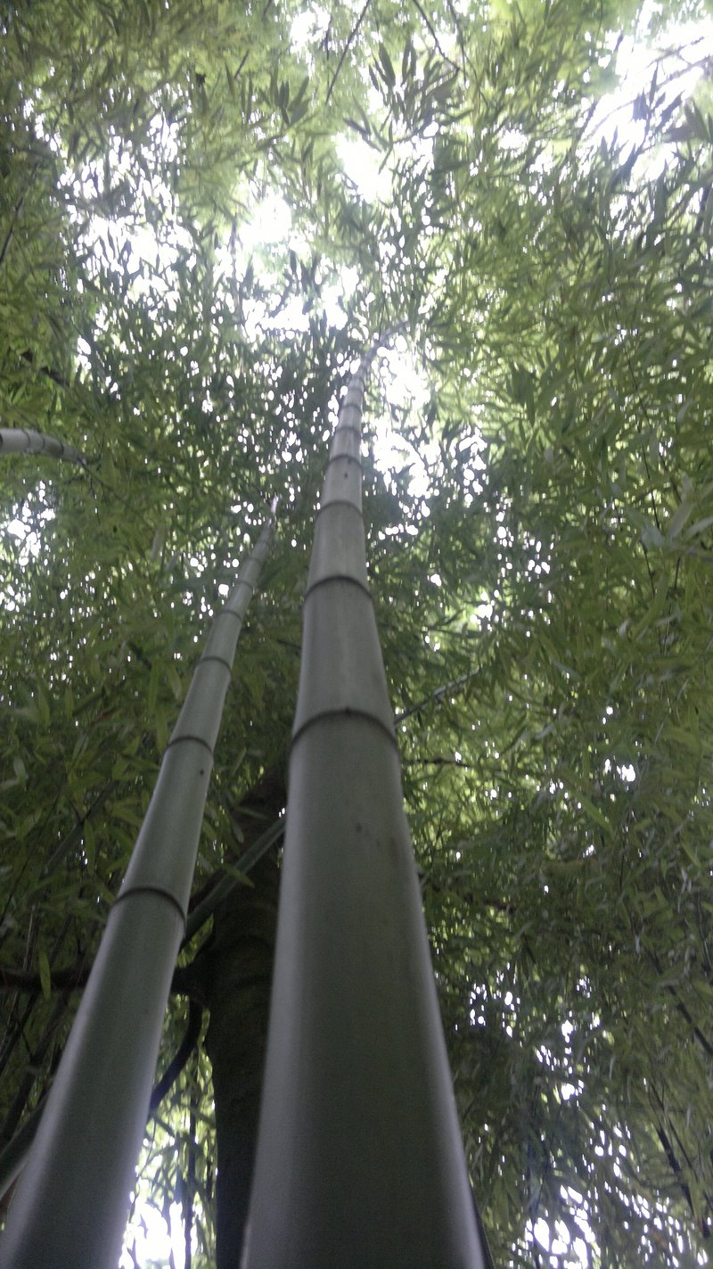 Greenwax Golden Bamboo photo 5