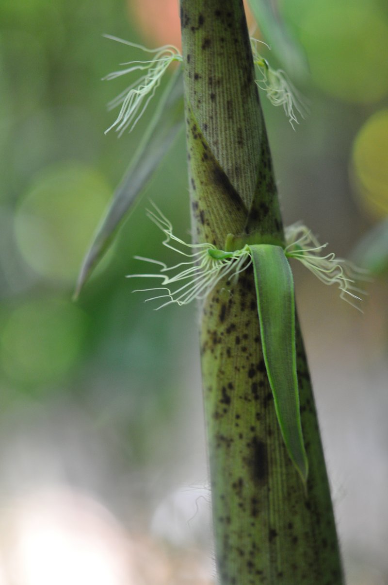 Greenwax Golden Bamboo photo 6