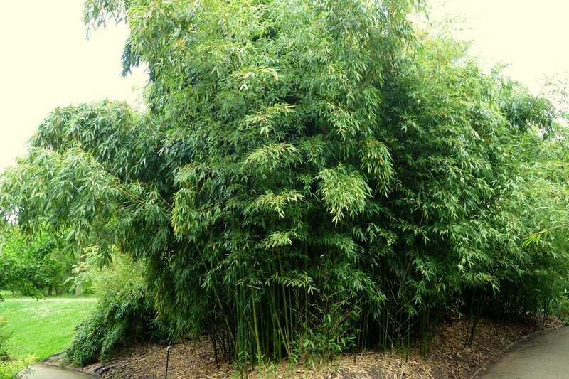 Greenwax Golden Bamboo photo 7
